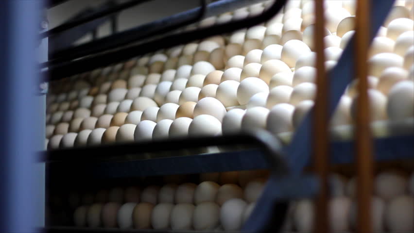 Egg Incubator Iphone Apps